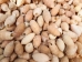 Haitian Bumble Bee Shells 1"-1.25" (gallon)       - 2HS-4850-GA (Y3K)