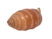 Haitian Bumble Bee Shells 1"-1.25" (gallon)       - 2HS-4850-GA (Y3K)