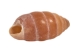 Haitian Bumble Bee Shells 1"-1.25" (gallon)       - 2HS-4850-GA (Y3K)