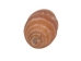 Haitian Bumble Bee Shells 1"-1.25" (gallon)       - 2HS-4850-GA (Y3K)