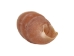 Haitian Bumble Bee Shells 1"-1.25" (gallon)       - 2HS-4850-GA (Y3K)