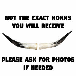 Pair of Polished Steer Horns: 24" to 26": Assorted 