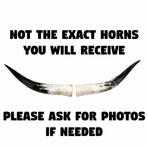 Pair of Polished Steer Horns: 24" to 26": Assorted 
