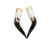 Pair of Polished Steer Horns: 24" to 26": Assorted - 304-P2426-AS (Y3HRN)