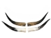 Pair of Polished Steer Horns: 24" to 26": Assorted - 304-P2426-AS (Y3HRN)