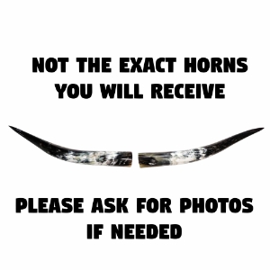Pair of Polished Steer Horns: 26" to 28": Assorted 