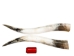 Pair of Polished Steer Horns: 28" to 30": Assorted - 304-P2830-AS (Y3HRK)