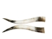 Pair of Polished Steer Horns: 28" to 30": Assorted - 304-P2830-AS (Y3HRK)