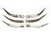 Pair of Polished Steer Horns: 28" to 30": Assorted - 304-P2830-AS (Y3HRK)