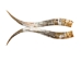 Pair of Polished Steer Horns: 30" to 32": Assorted - 304-P3032-AS (Y3HRH)