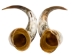 Pair of Polished Steer Horns: 30" to 32": Assorted - 304-P3032-AS (Y3HRH)