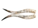 Pair of Polished Steer Horns: 32" to 34": Assorted - 304-P3234-AS (Y3HRH)