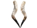 Pair of Polished Steer Horns: 32" to 34": Assorted - 304-P3234-AS (Y3HRH)