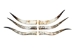 Pair of Polished Steer Horns: 32" to 34": Assorted - 304-P3234-AS (Y3HRH)