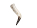 Polished Steer Horn: 22" to 24": Assorted - 304-S2224-AS (Y3HRH)