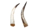 Polished Steer Horn: 22" to 24": Assorted - 304-S2224-AS (Y3HRH)