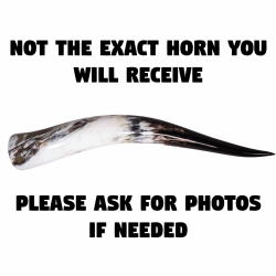 Polished Steer Horn: 24" to 26": Assorted 