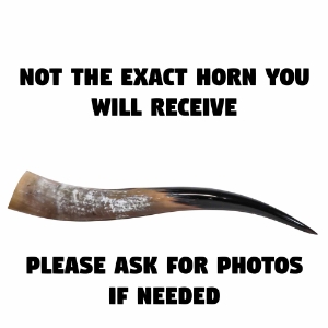 Polished Steer Horn: 26" to 28": Assorted 