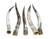 Polished Steer Horn: 28" to 30": Assorted - 304-S2830-AS (Y3HRK)
