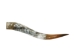 Polished Steer Horn: 30" to 32": Assorted - 304-S3032-AS (Y3HRK)