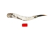 Polished Steer Horn: 32" to 34": Assorted - 304-S3234-AS (Y3HRK)