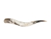 Polished Steer Horn: 32" to 34": Assorted - 304-S3234-AS (Y3HRK)