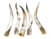 Polished Steer Horn: 32" to 34": Assorted - 304-S3234-AS (Y3HRK)