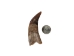 Brown Goat Horns: <4" - 318-1BRXS-AS (Y1XC13)
