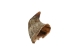 Brown Goat Horns: <4" - 318-1BRXS-AS (Y1XC13)