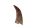 Brown Goat Horns: <4" - 318-1BRXS-AS (Y1XC13)