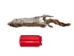 Canadian Red Pine Squirrel Skin: #2 - 32-10-2-AS (Y1J)(Y2F)(Y2K)