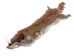 Canadian Red Pine Squirrel Skin: #2 - 32-10-2-AS (Y2KRA)(Y1JRR)