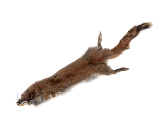 Canadian Red Pine Squirrel Skin: #2 