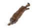 Canadian Red Pine Squirrel Skin: #3 - 32-10-3-AS (Y2KRA)