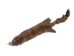 Canadian Red Pine Squirrel Skin: #3 - 32-10-3-AS (Y2KRA)