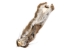 Canadian Red Pine Squirrel Skin: #1 with No Tail - 32-10-NT1-AS (Y2KRB)