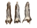 Canadian Red Pine Squirrel Skin: #1 with No Tail - 32-10-NT1-AS (Y2KRB)