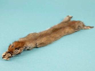 Canadian Red Pine Squirrel Skin: #1 with No Tail 