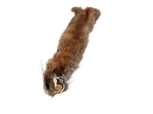 Canadian Red Pine Squirrel Skin: #1 with No Tail 