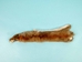 Canadian Red Pine Squirrel Skin: #2 with No Tail - 32-10-NT2-AS (Y2K)