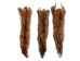 Canadian Red Pine Squirrel Skin: #2 with No Tail - 32-10-NT2-AS (Y2KRB)