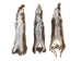Canadian Red Pine Squirrel Skin: #2 with No Tail - 32-10-NT2-AS (Y2KRB)