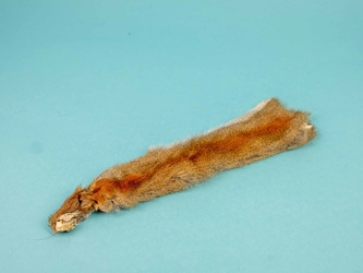 Canadian Red Pine Squirrel Skin: #2 with No Tail 