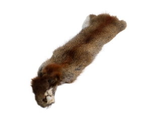 Canadian Red Pine Squirrel Skin: #2 with No Tail 