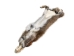 Canadian Red Pine Squirrel Skin: #3 with No Tail - 32-10-NT3-AS (Y2KRB)