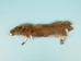 Canadian Red Pine Squirrel Skin: #3 with No Tail - 32-10-NT3-AS (Y2K)