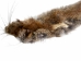 Canadian Red Pine Squirrel Skin: #3 with No Tail - 32-10-NT3-AS (Y2KRB)