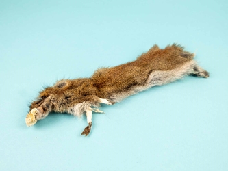 Canadian Red Pine Squirrel Skin: #3 with No Tail 