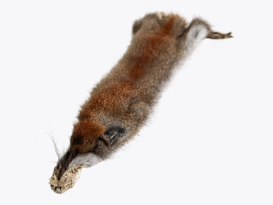 Canadian Red Pine Squirrel Skin: #3 with No Tail 