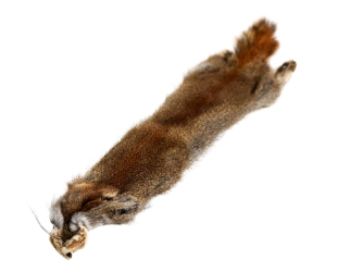 Canadian Red Pine Squirrel Skin: #1 with Short Tail 
